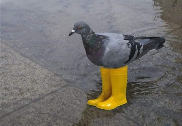 pigeon in boots